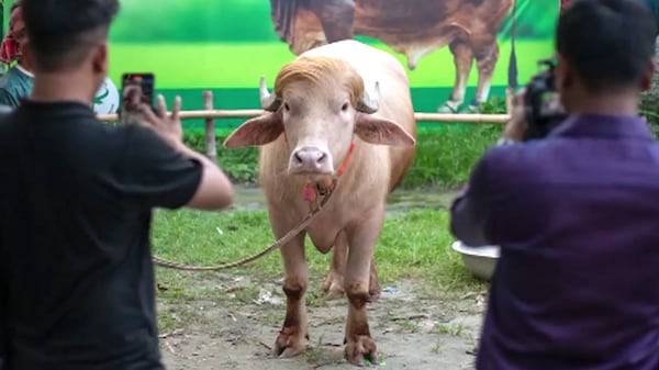 Buffalo with blond ‘Trump’ hair spared sacrifice, sent to zoo