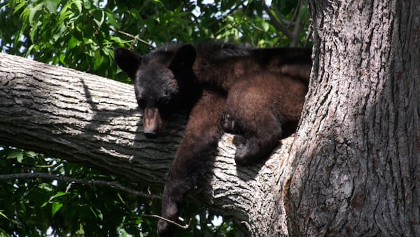 Black bear spotted in Richmond neighbourhood