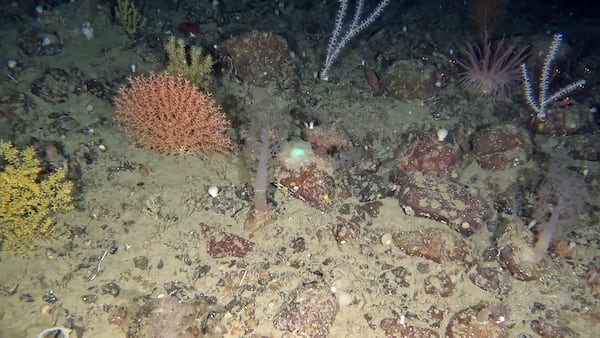 What’s hidden beneath Newfoundland’s coast? A thriving deep-sea world