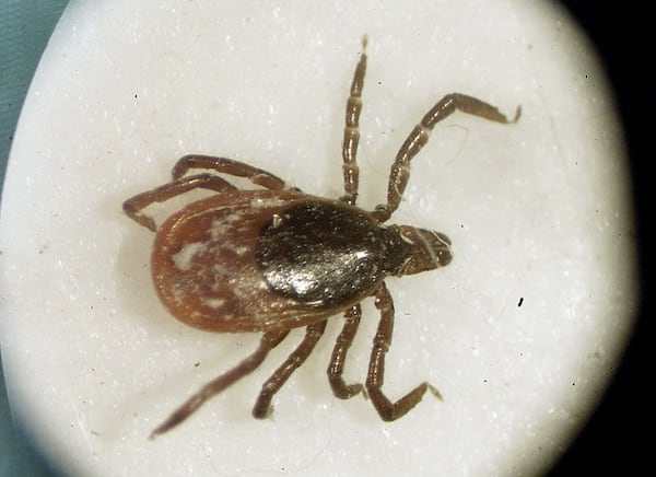 No evidence planes are dropping ticks over Ontario after social media conspiracy theory